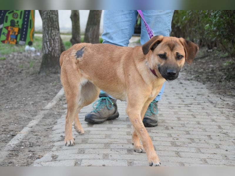 Nady - fröhliche, verspielte Junghündin die neugierig auf das Leben ist