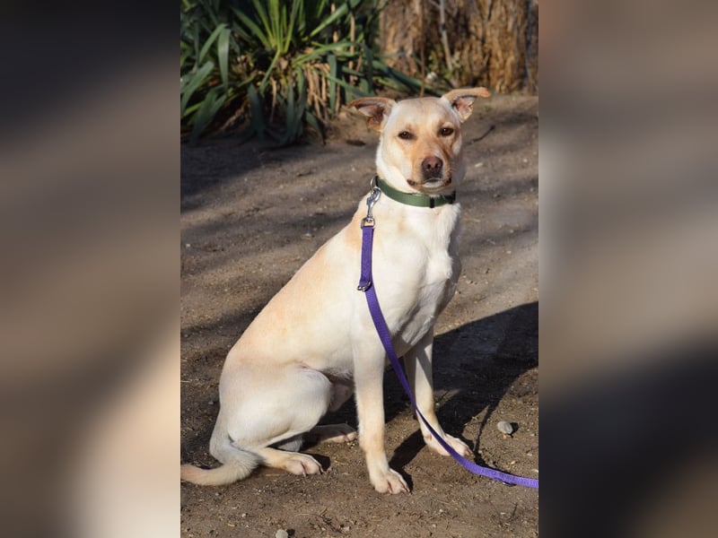 Lesco - charmanter Rüde mit liebevollem und verschmustem Charakter