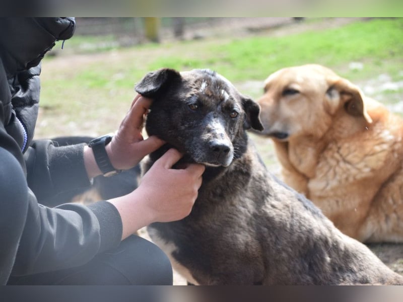 Kotangens - ruhige unauffällige Hundedame sucht Menschen mit Herz