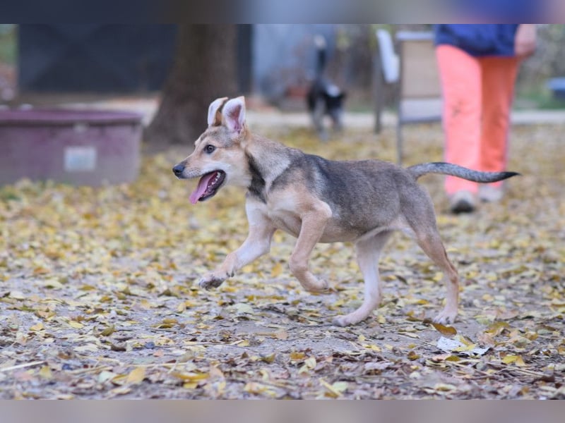 Jogobella - entzückende und  charmante Junghündin