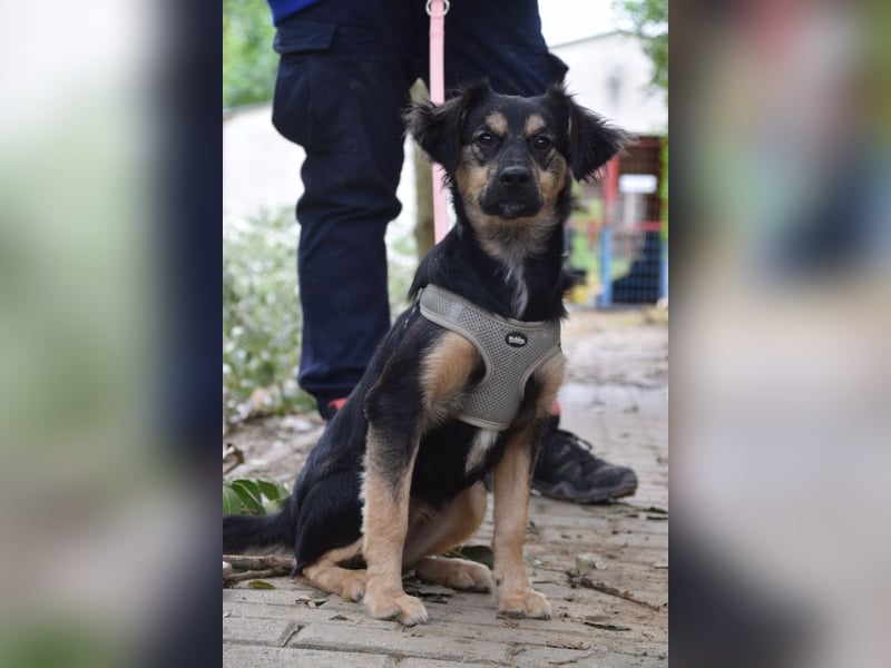Rose - erobert alle mit ihrer süßen und freundlichen Art