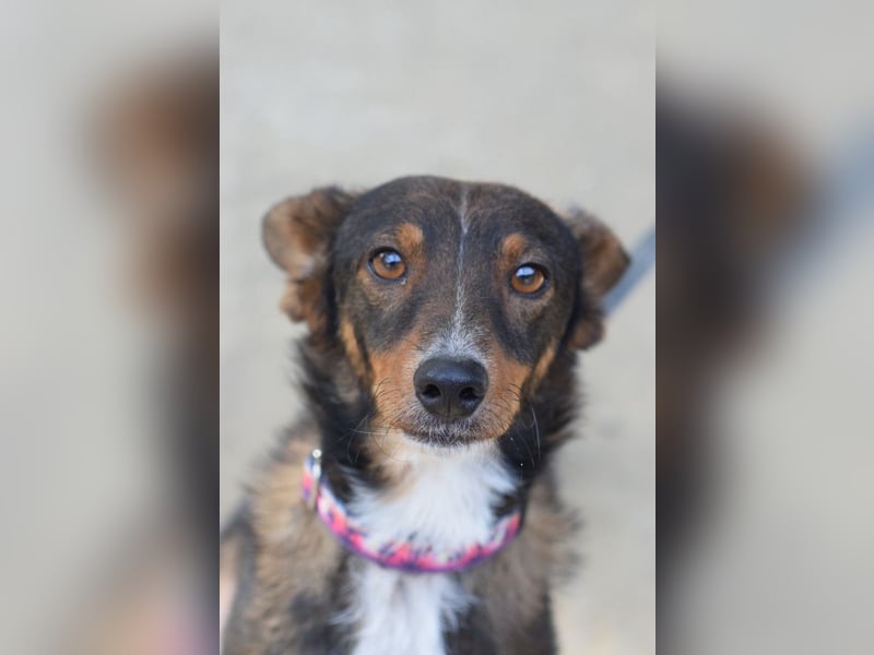 Joshi - auf PS in 45147 Essen - lieber, freundlicher Rüde der die Menschen sehr liebt