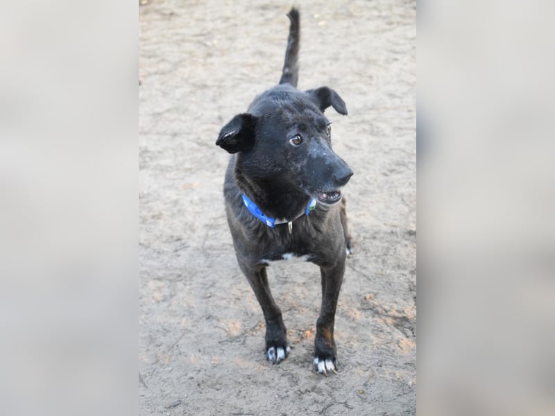 Kotangens - ruhige unauffällige Hundedame sucht Menschen mit Herz