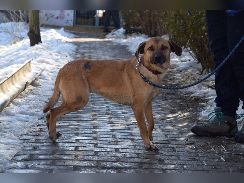 Nady - fröhliche, verspielte junge Hündin die neugierig auf das Leben ist
