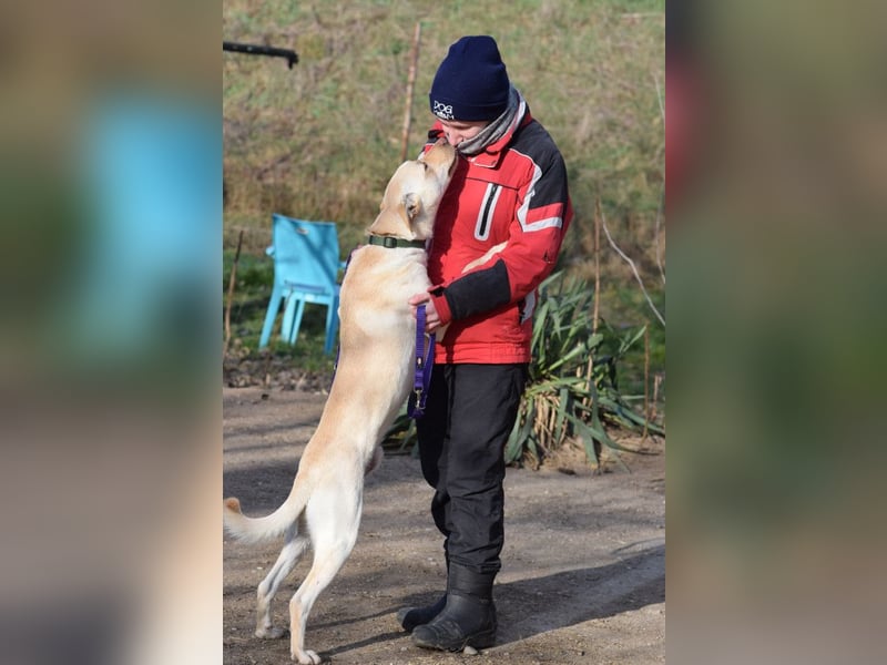 Lesco - charmanter Rüde mit liebevollem und verschmustem Charakter
