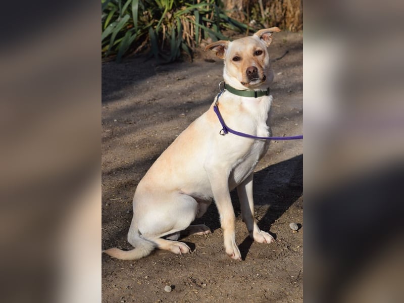 Lesco - charmanter Rüde mit liebevollem und verschmustem Charakter