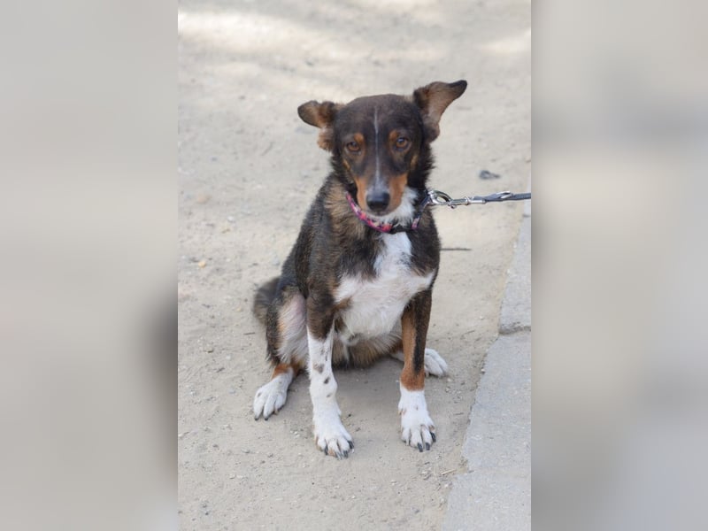 Joshi - auf PS in 45147 Essen - lieber, freundlicher Rüde der die Menschen sehr liebt