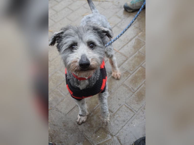 Vincent - liebt Menschen mit ganzem Herzen, liebevoll, ruhig