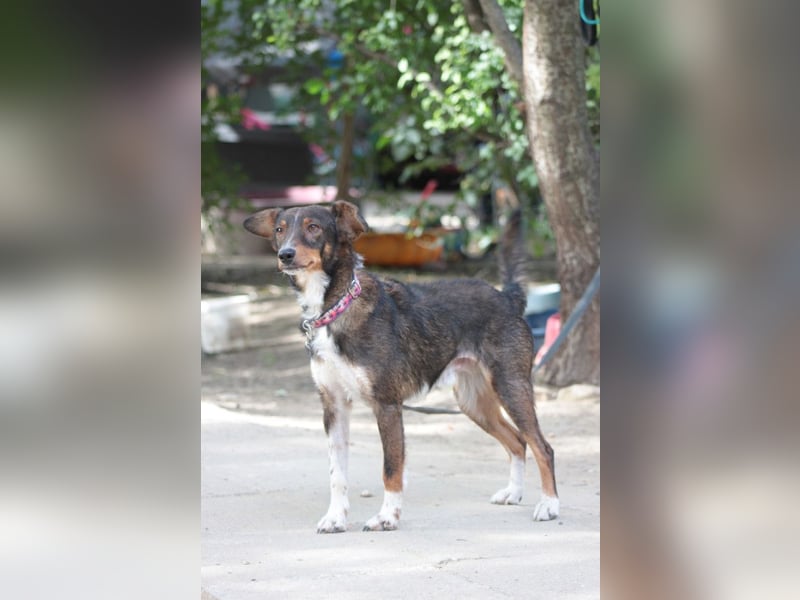Joshi - auf PS in 45147 Essen - lieber, freundlicher Rüde der die Menschen sehr liebt