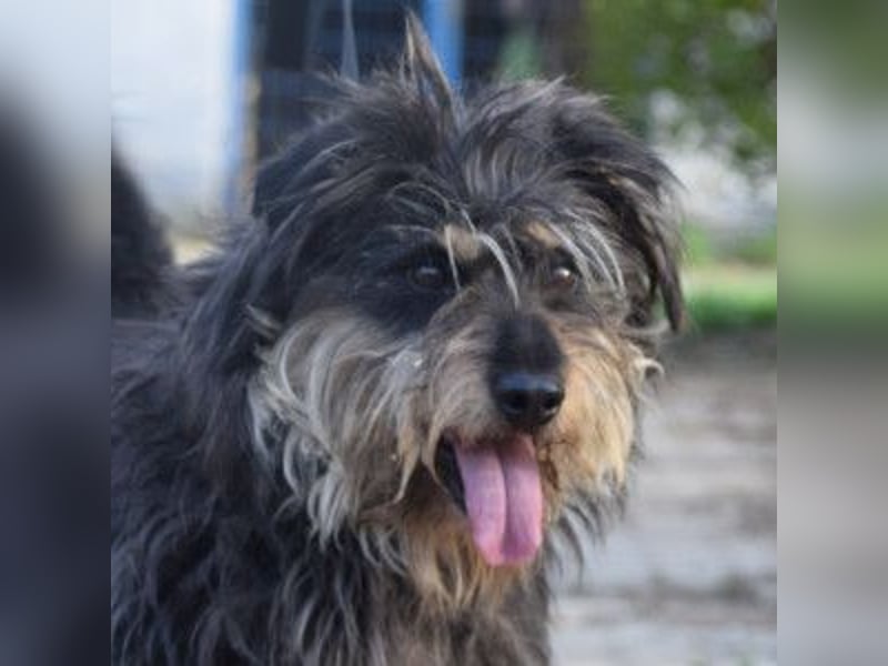 Timmy - freundlich, verschmuster Rüde der die Nähe der Menschen genießt