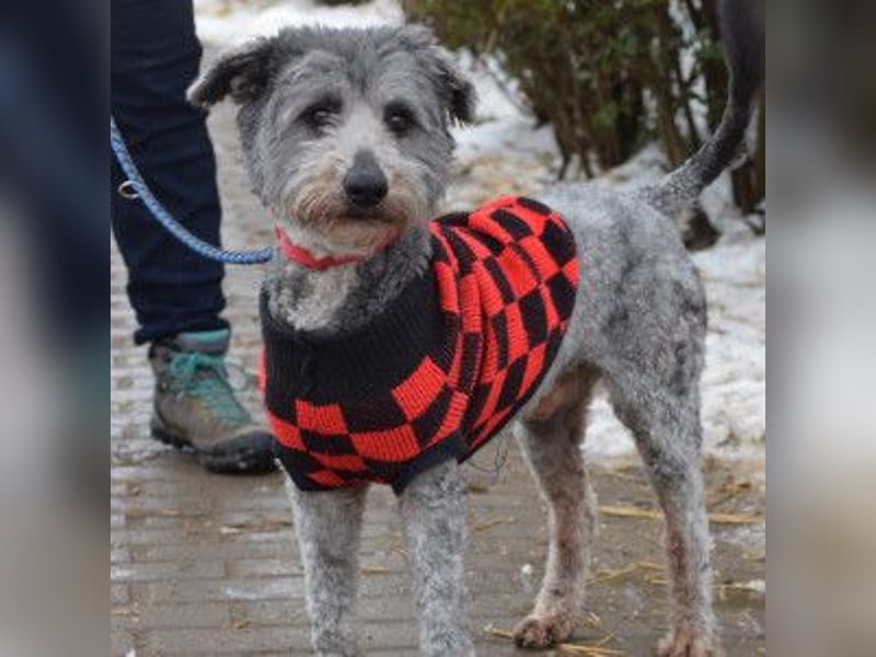 Vincent - liebt Menschen mit ganzem Herzen, liebevoll, ruhig