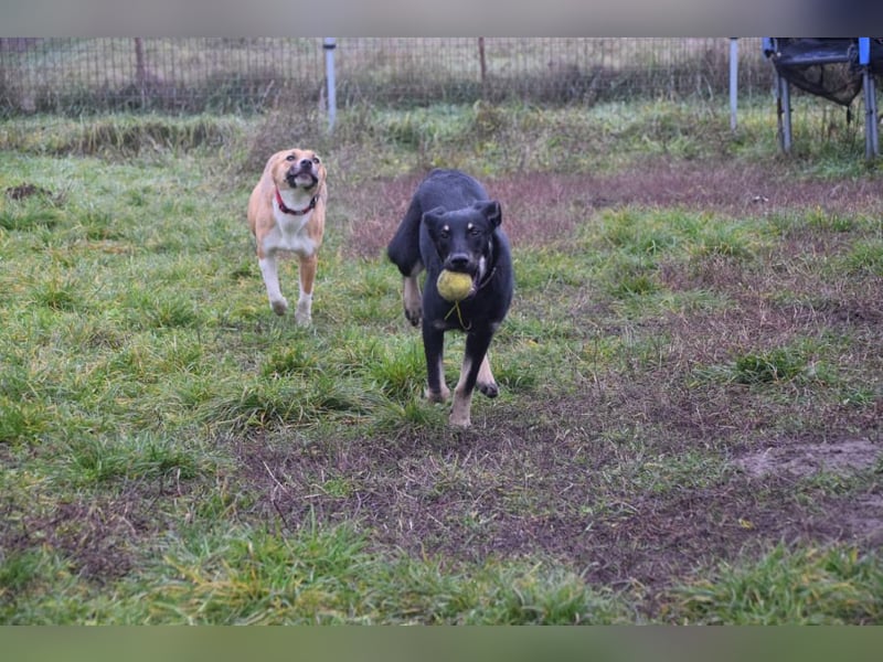 Dobby - freundlicher, menschenbezogener, verschmuster Rüde
