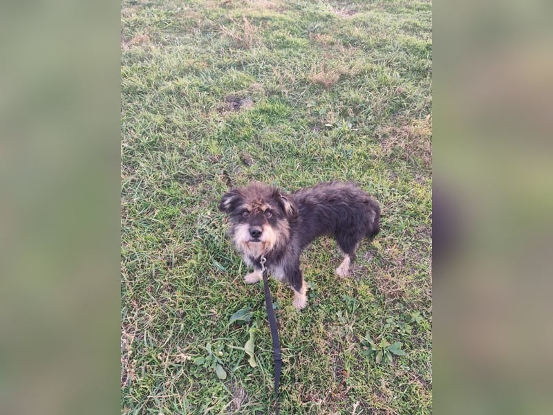 Picknick - lernfähiger Rüde der anfangs etwas schüchtern ist
