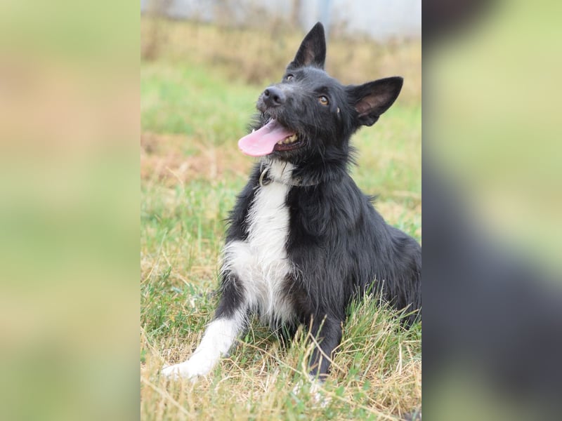 Magnus - freundlicher Rüde der wissbegierig ist und noch viel lernen möchte