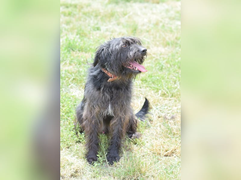 Elmo - ein anhänglicher, loyaler, verschmuster, netter, kastrierter Rüde