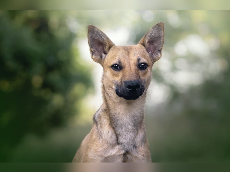 Kimo - lieber, verschmuster Junghund der schon einiges gelernt hat