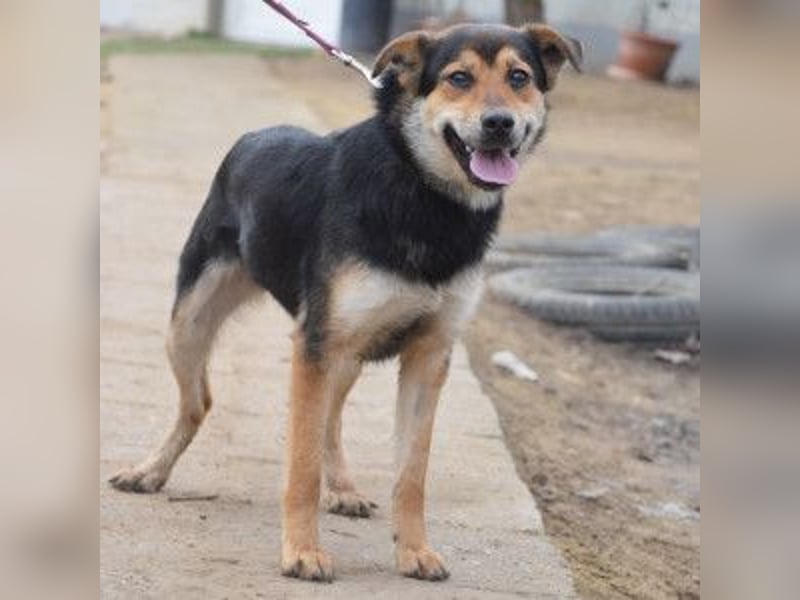 Dorci - freundliche und verschmuste Mischlingshündin