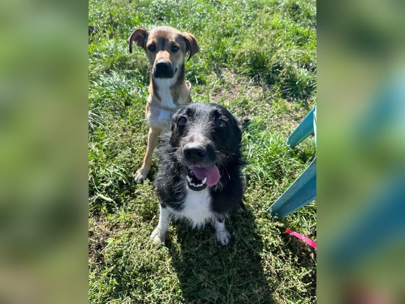 Magnus - freundlicher Rüde der wissbegierig ist und noch viel lernen möchte