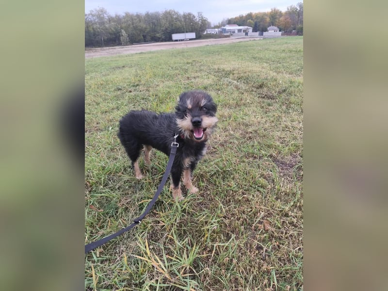 Picknick - lernfähiger Rüde der anfangs etwas schüchtern ist
