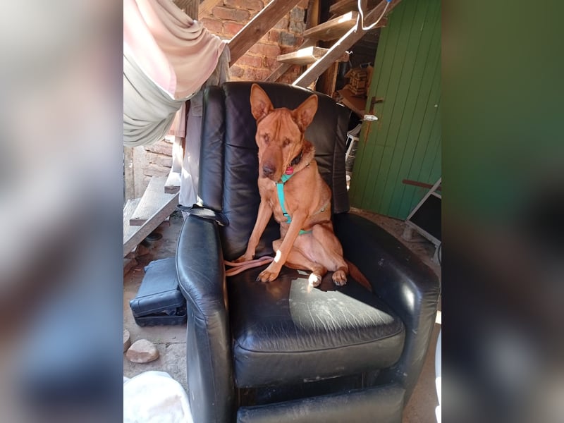 Solo - auf PS in 53894 Mechernich - liebe, nette, blinde Hündin die sicher und selbstbewußt ist