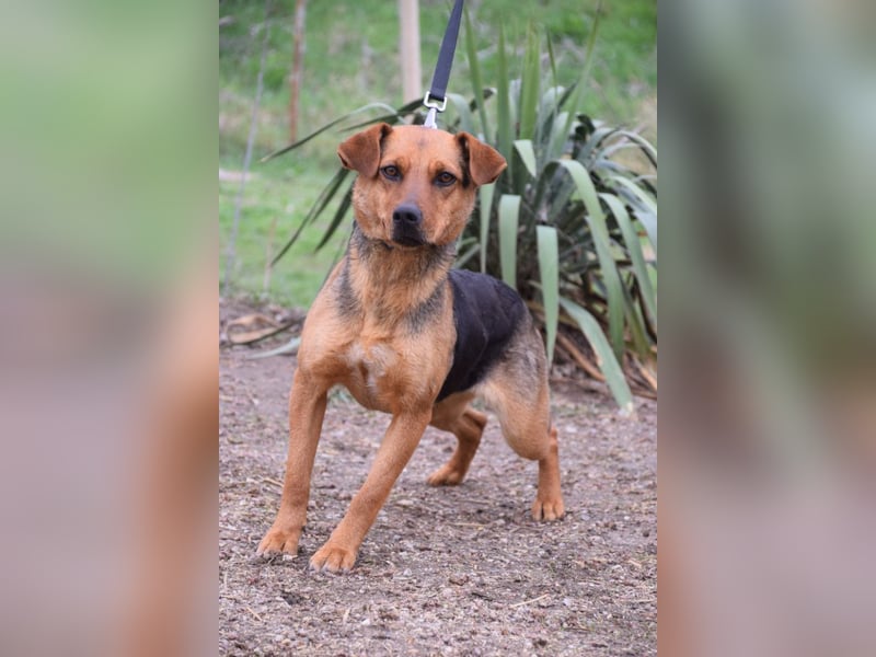 Georgina - freundliche, verschmuste Hündin die uns Menschen mag