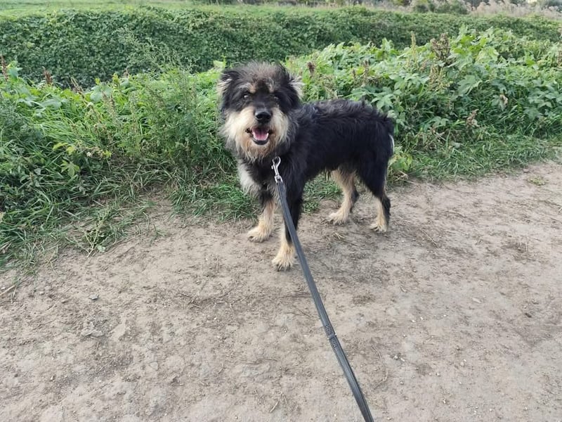 Picknick - lernfähiger Rüde der anfangs etwas schüchtern ist