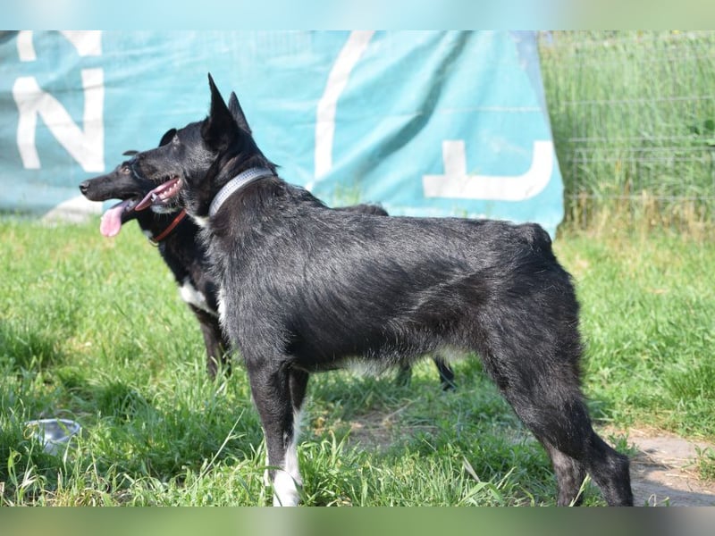 Magnus - freundlicher Rüde der wissbegierig ist und noch viel lernen möchte