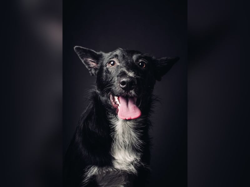 Magnus - freundlicher Rüde der wissbegierig ist und noch viel lernen möchte