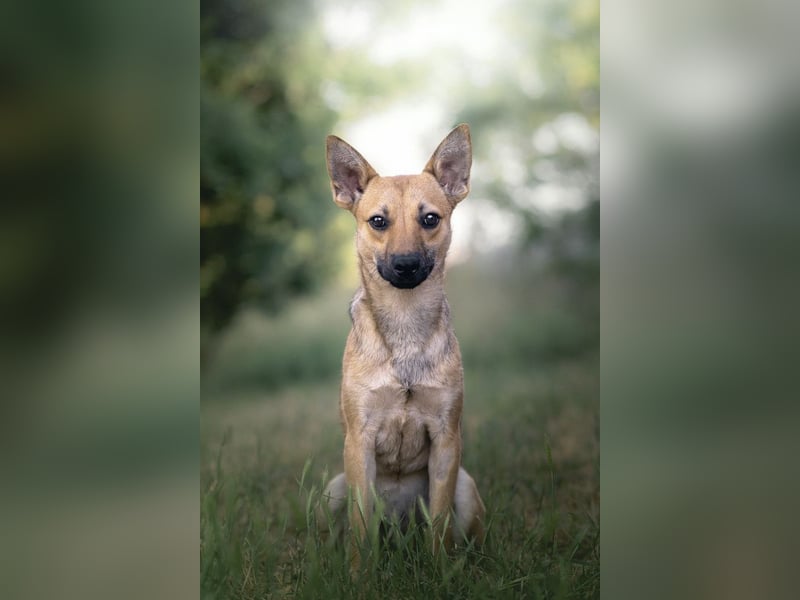 Kimo - lieber, verschmuster Junghund der schon einiges gelernt hat