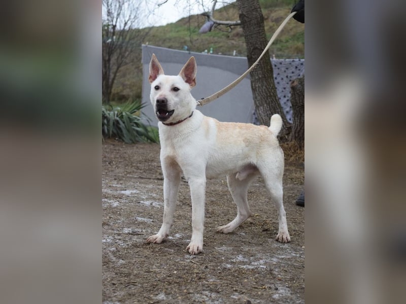 Momo - liebt die Menschen und ist sehr freundlich