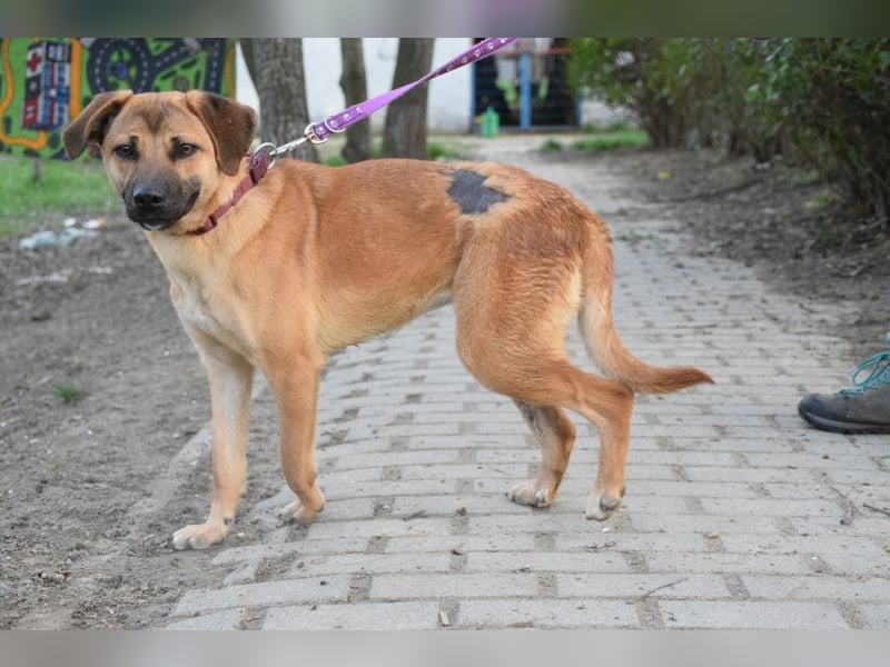Nady - fröhliche, verspielte Junghündin die neugierig auf das Leben ist