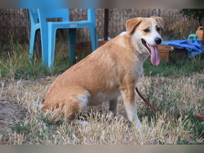 Bonbonetti - süße freundliche Hündin, anfangs etwas schüchtern