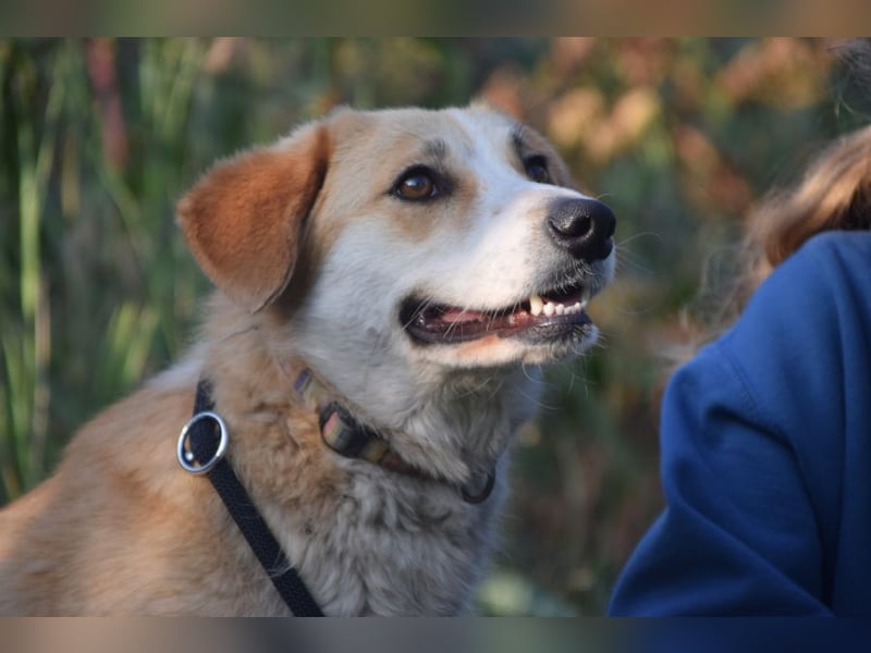 Bonbonetti - süße freundliche Hündin, anfangs etwas schüchtern