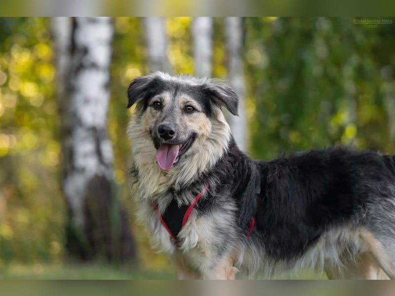 Verspielter Misha sucht seine Familie