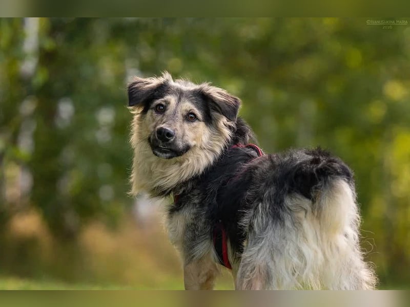 Verspielter Misha sucht seine Familie