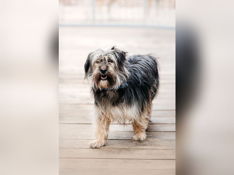 Sensibler Pluto sucht seine Menschen