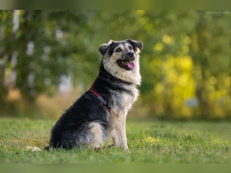 Verspielter Misha sucht seine Familie