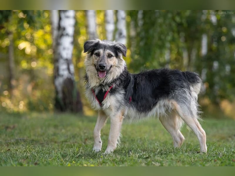 Verspielter Misha sucht seine Familie