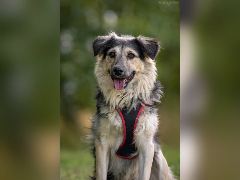 Verspielter Misha sucht seine Familie