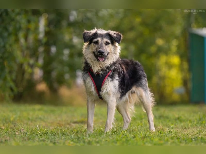 Verspielter Misha sucht seine Familie