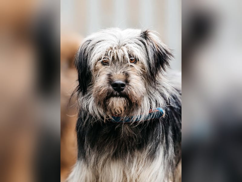 Sensibler Pluto sucht seine Menschen