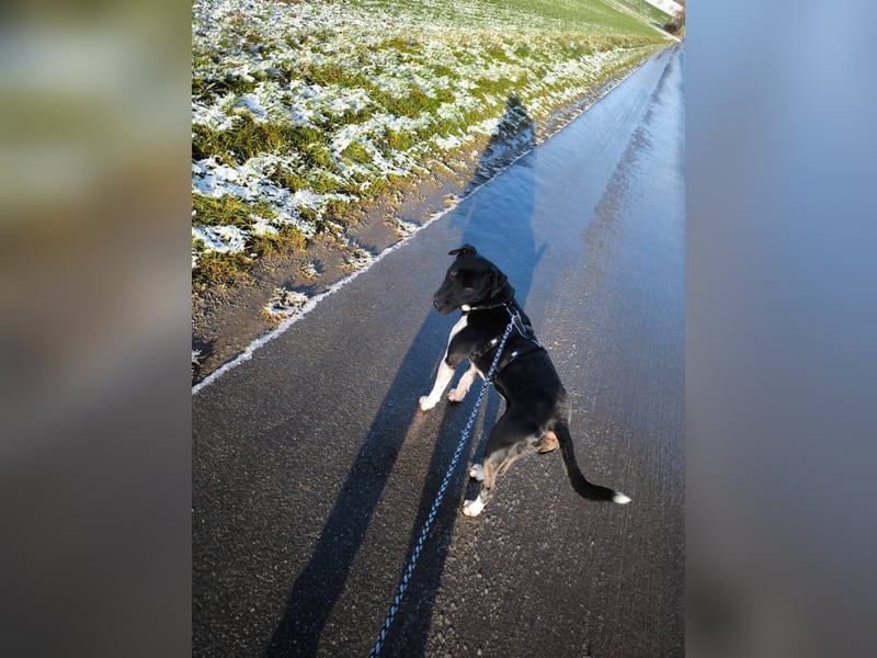 Ikem ein wundervolles Special Hund