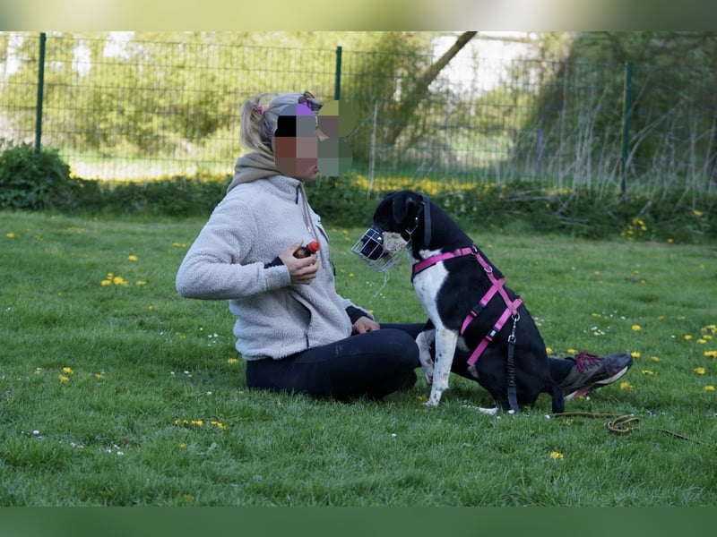 Ikem ein wundervolles Special Hund