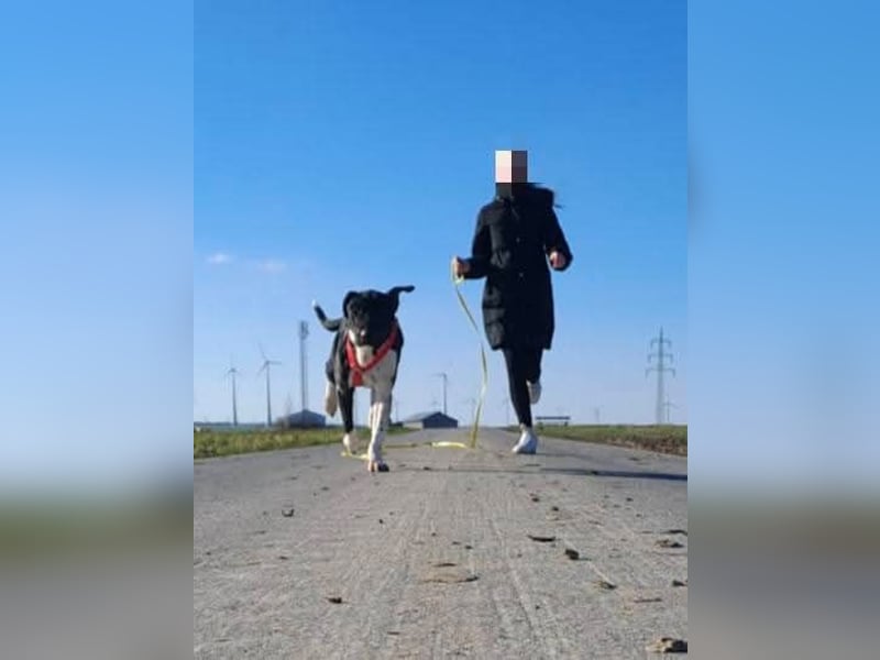 Ikem ein wundervolles Special Hund