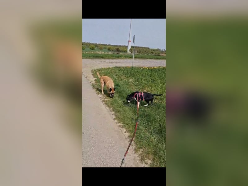 Ikem ein wundervolles Special Hund