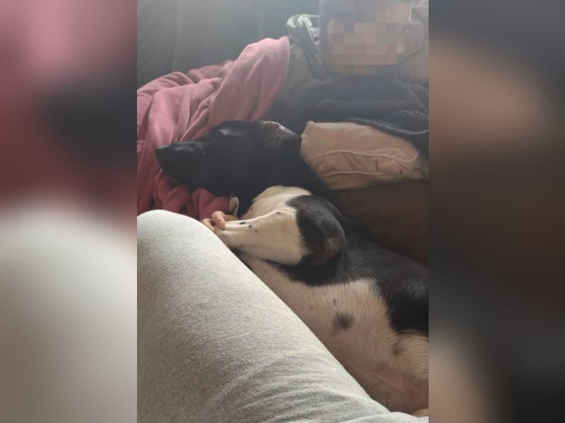 Ikem ein wundervolles Special Hund