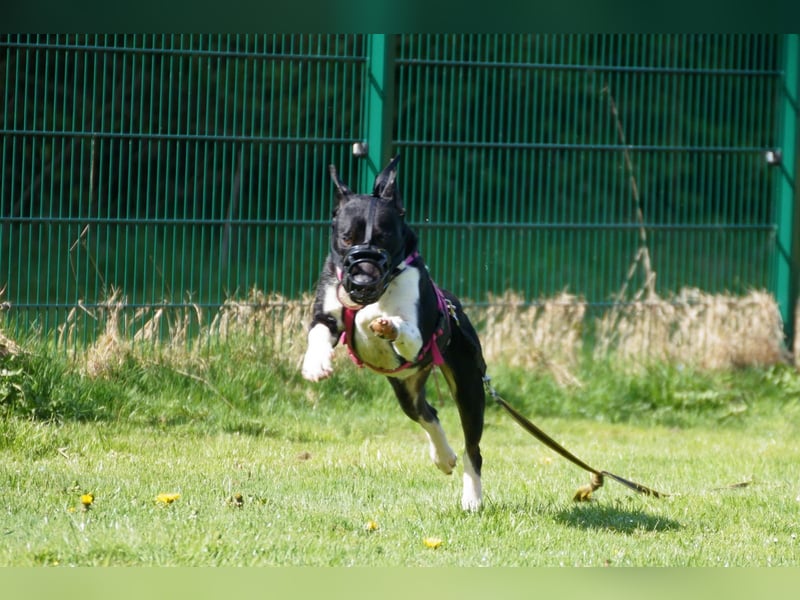 Ikem ein wundervolles Special Hund