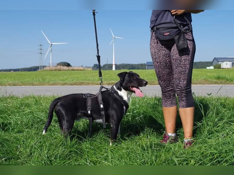 Ikem ein wundervolles Special Hund
