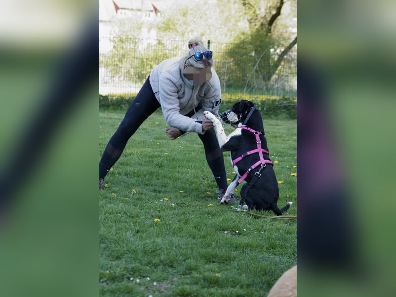 Ikem ein wundervolles Special Hund