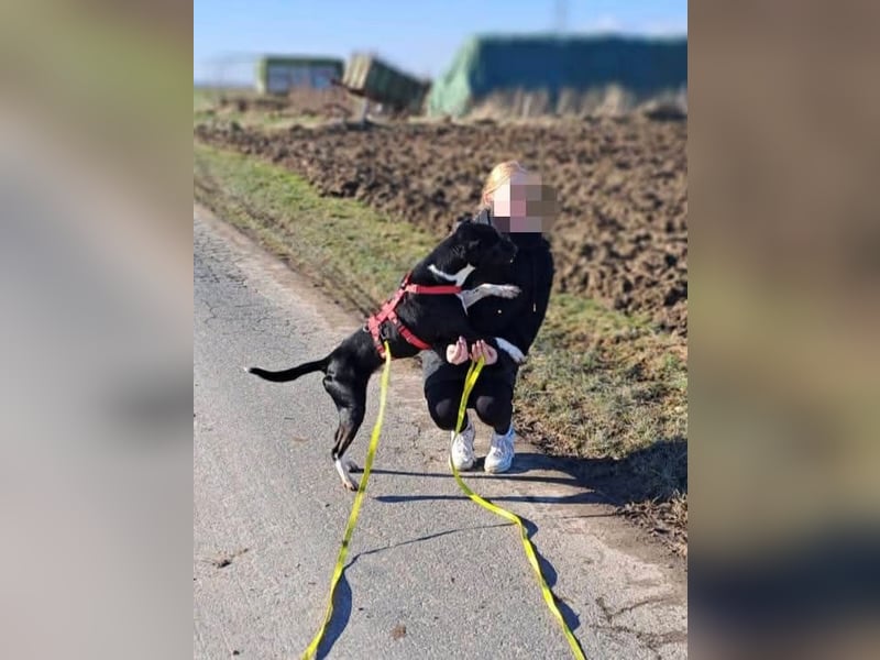 Ikem ein wundervolles Special Hund